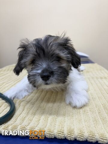 Maltese x Shih Tzu Puppy - 1 boy left!!!