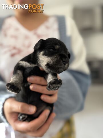 Mini Schnauzer puppies - 2 girls available