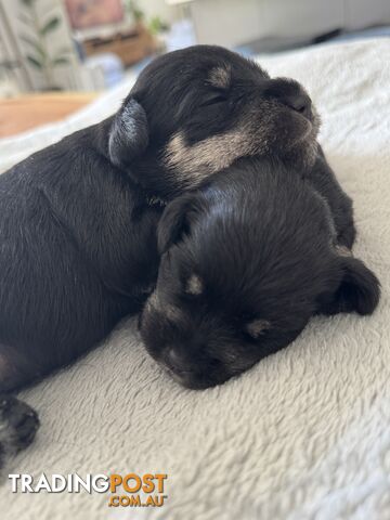 Mini Schnauzer puppies - 2 girls available