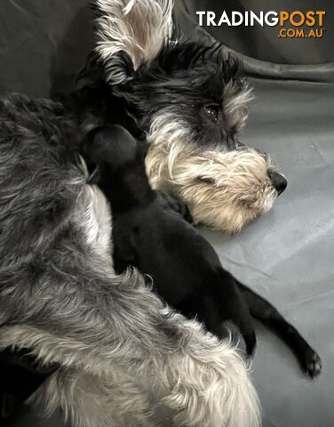 Mini Schnauzer puppies - 2 girls available