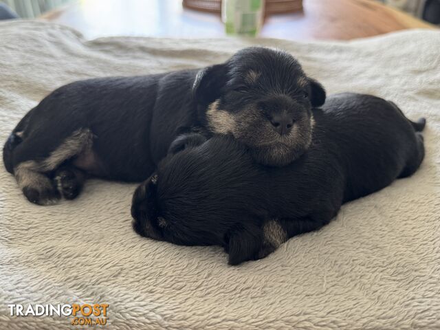 Mini Schnauzer puppies - 2 girls available