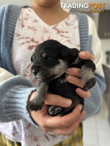 Mini Schnauzer puppies - 2 girls available