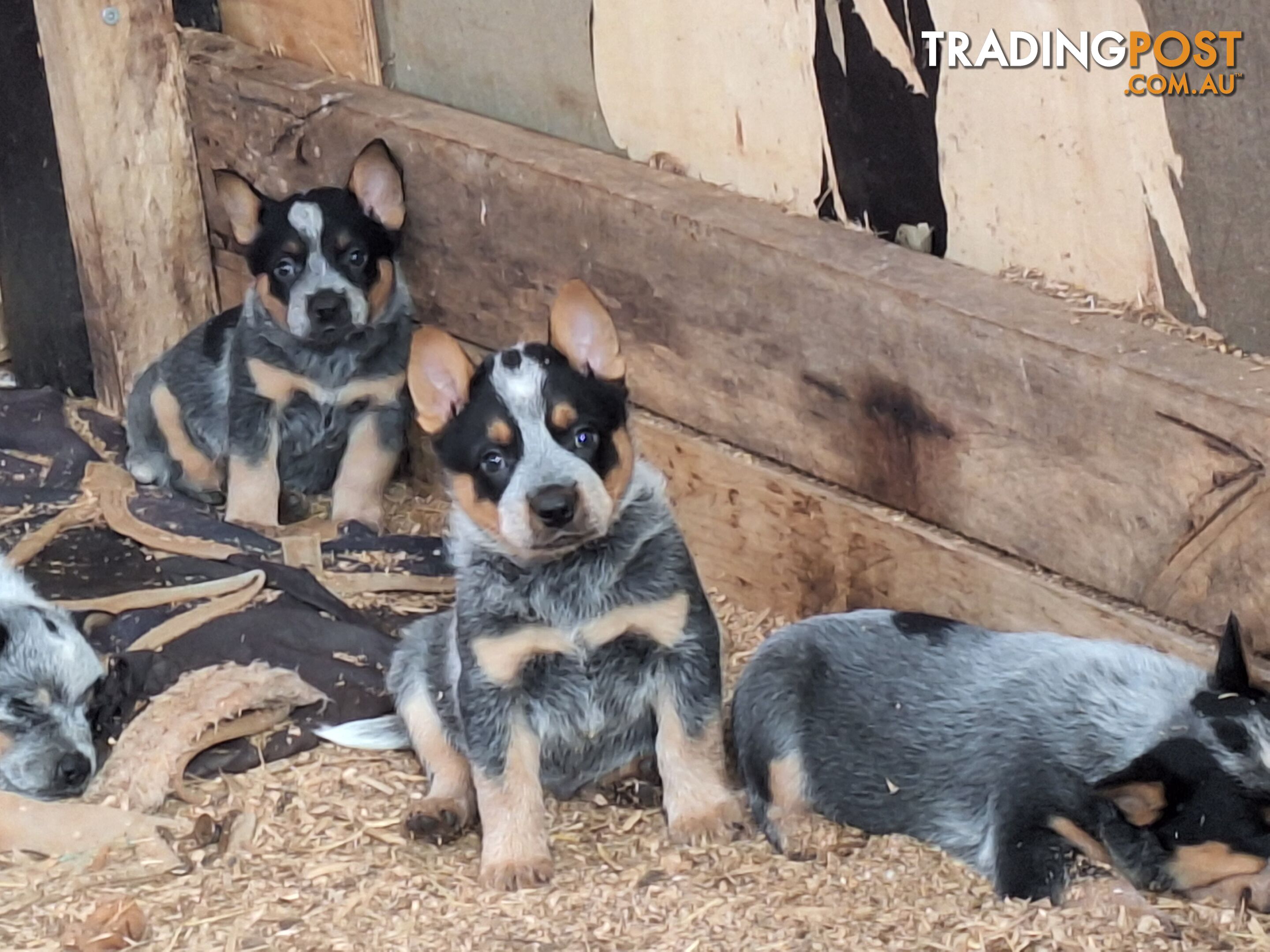 Blue Heeler Puppies