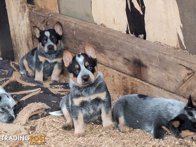 Blue Heeler Puppies