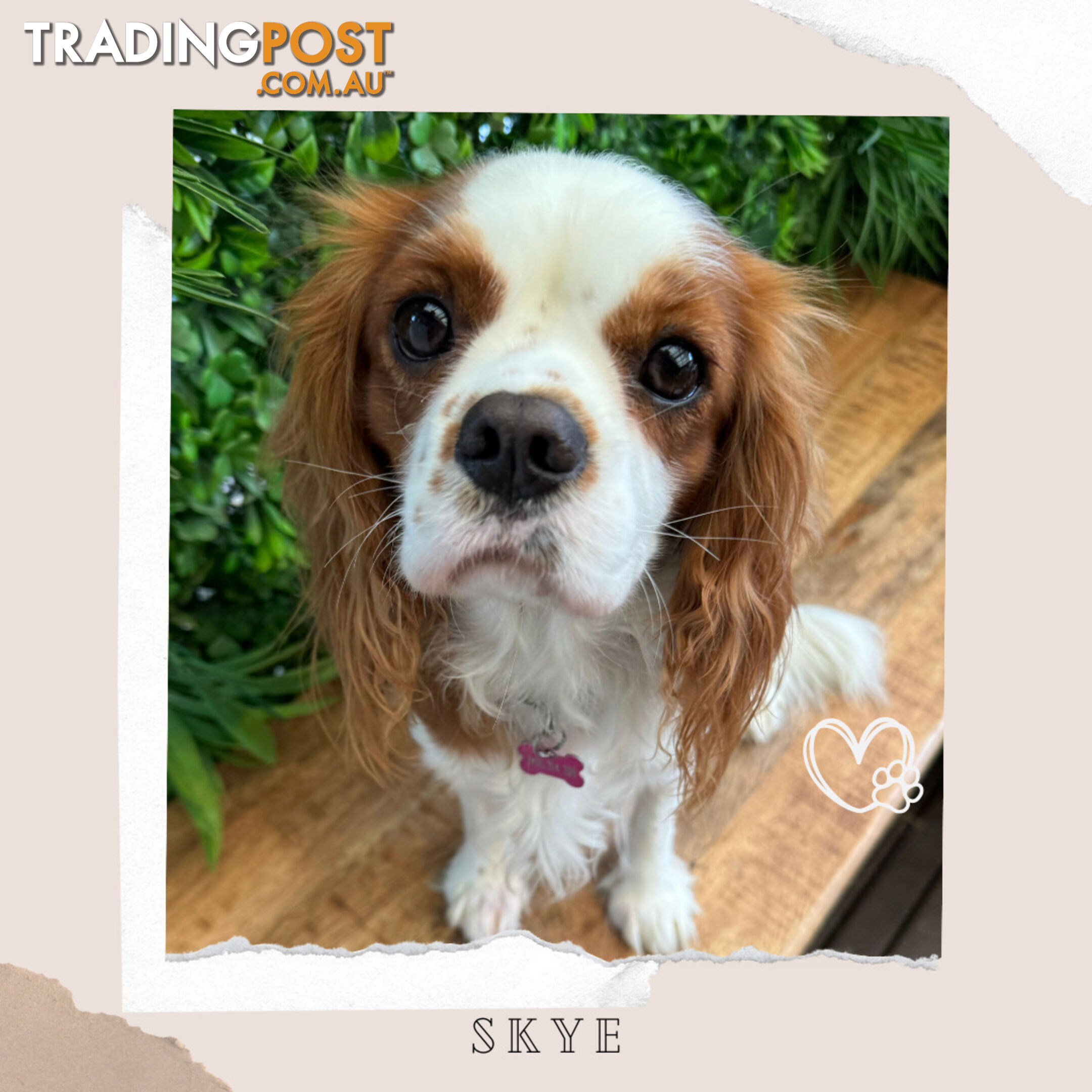 Beautiful Cavalier King Charles - Available on Breeders Terms