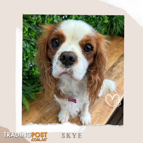 Beautiful Cavalier King Charles - Available on Breeders Terms