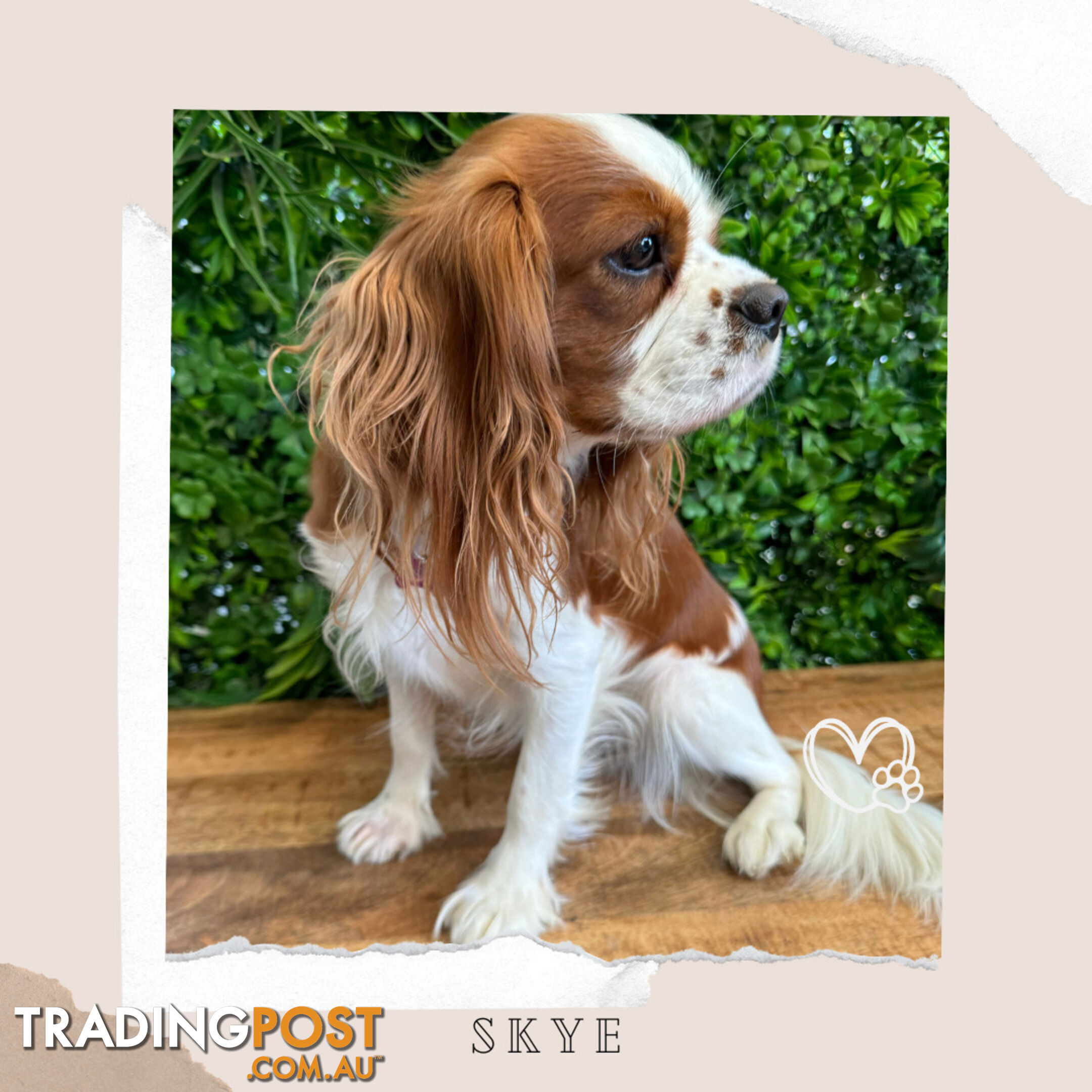 Beautiful Cavalier King Charles - Available on Breeders Terms