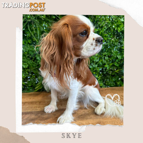 Beautiful Cavalier King Charles - Available on Breeders Terms