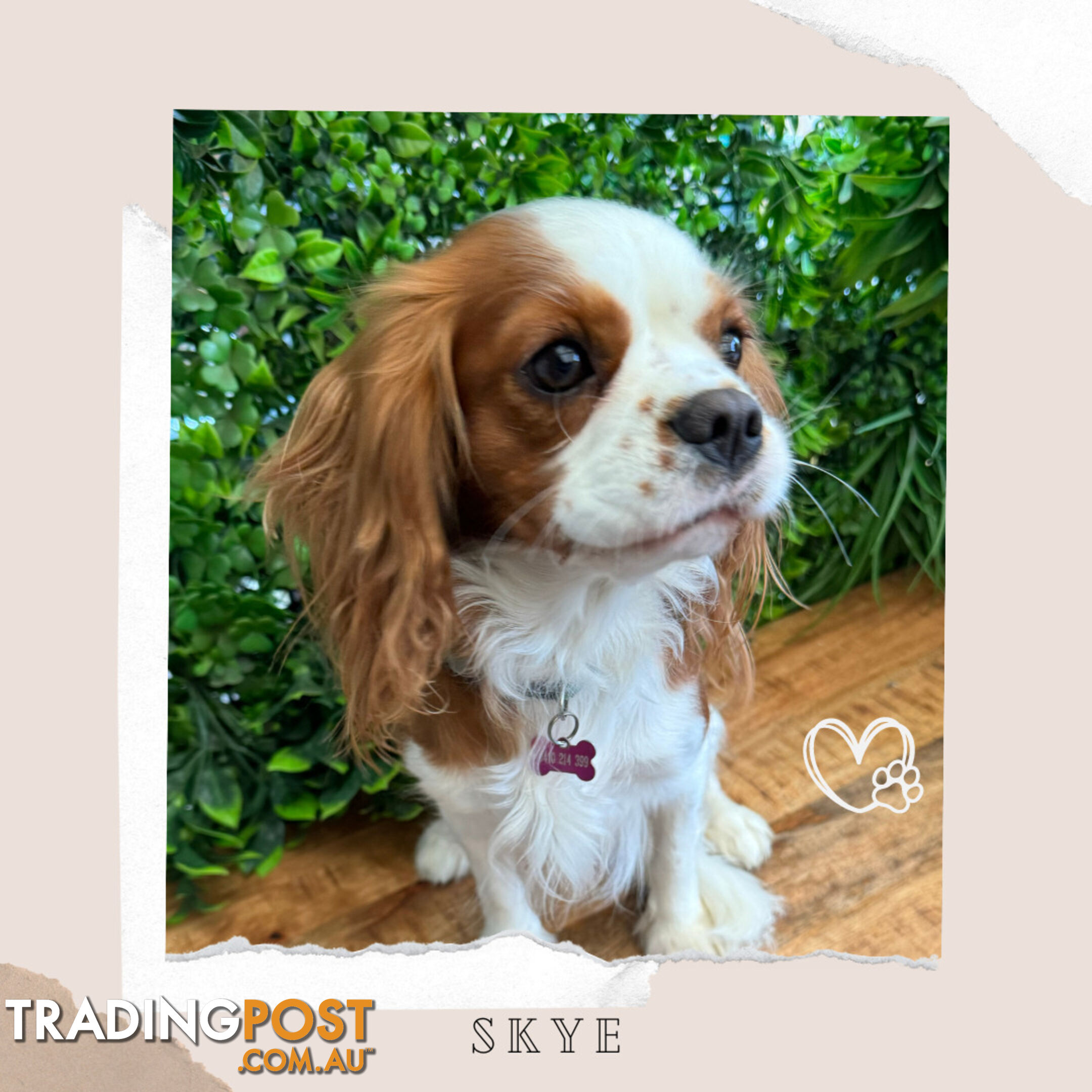 Beautiful Cavalier King Charles - Available on Breeders Terms