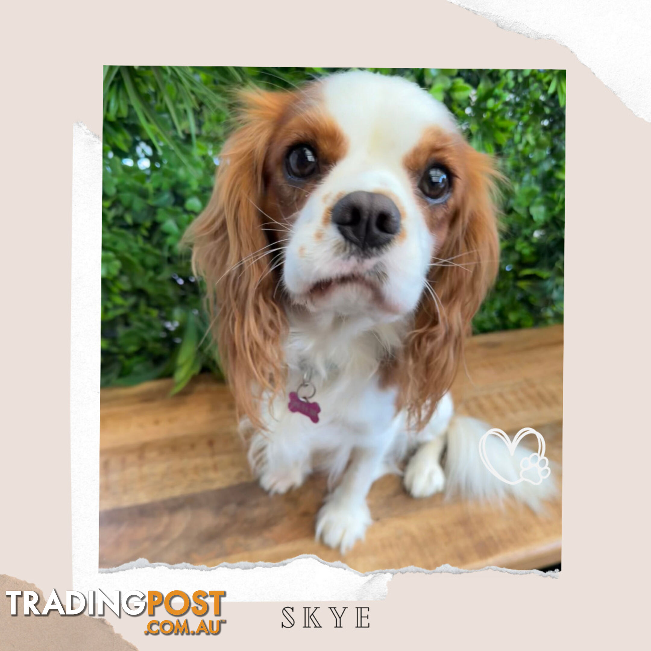 Beautiful Cavalier King Charles - Available on Breeders Terms