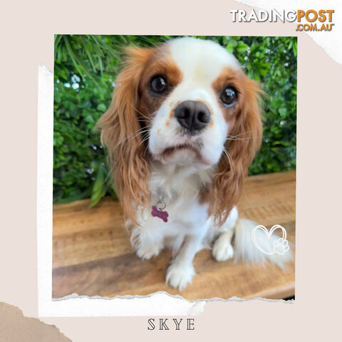 Beautiful Cavalier King Charles - Available on Breeders Terms