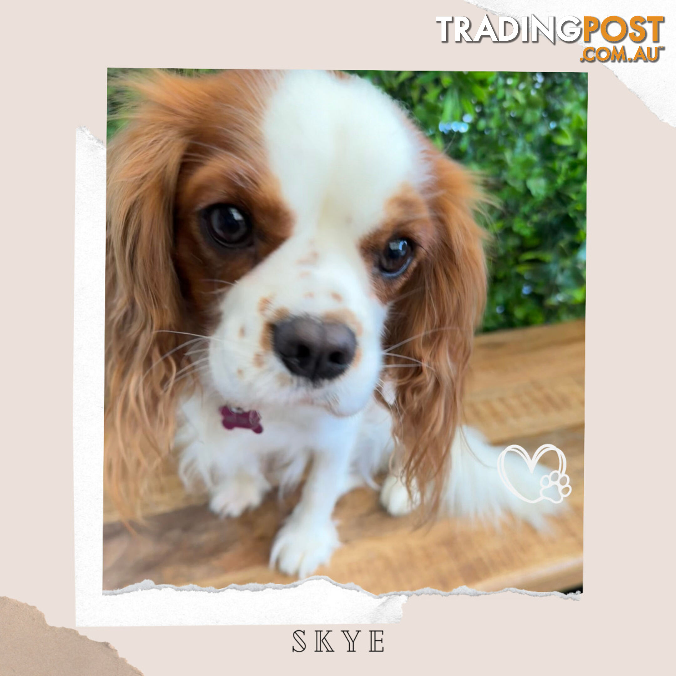 Beautiful Cavalier King Charles - Available on Breeders Terms