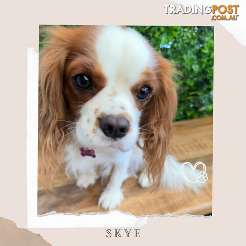 Beautiful Cavalier King Charles - Available on Breeders Terms