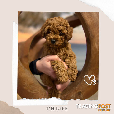 F1b Toy Cavoodle Puppies - Low Allergy and non-shedding