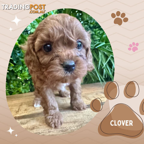 1st Gen Toy Cavoodle Pups DNA Clear, Available Croydon Hills VIC 3136