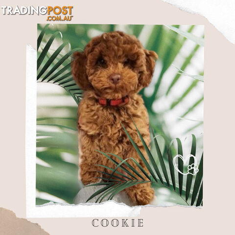F1B Toy Cavoodle Puppies - Low Allergy and non-shedding