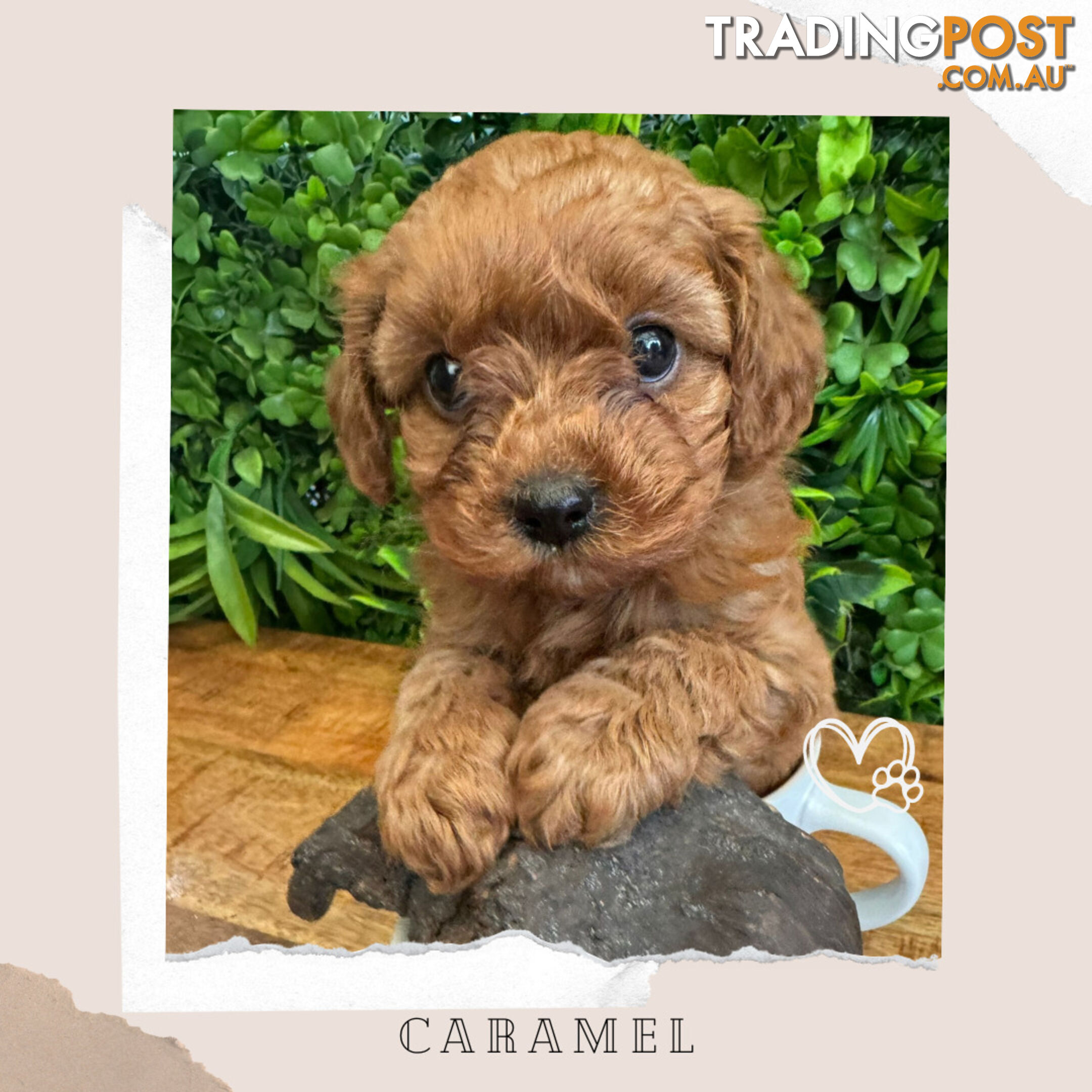 Beautiful 1st Gen Cavoodle Puppy - DNA Clear - Available on Breeders Terms