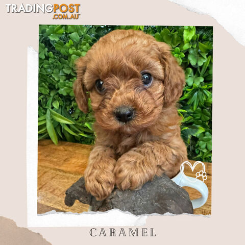 Beautiful 1st Gen Cavoodle Puppy - DNA Clear - Available on Breeders Terms