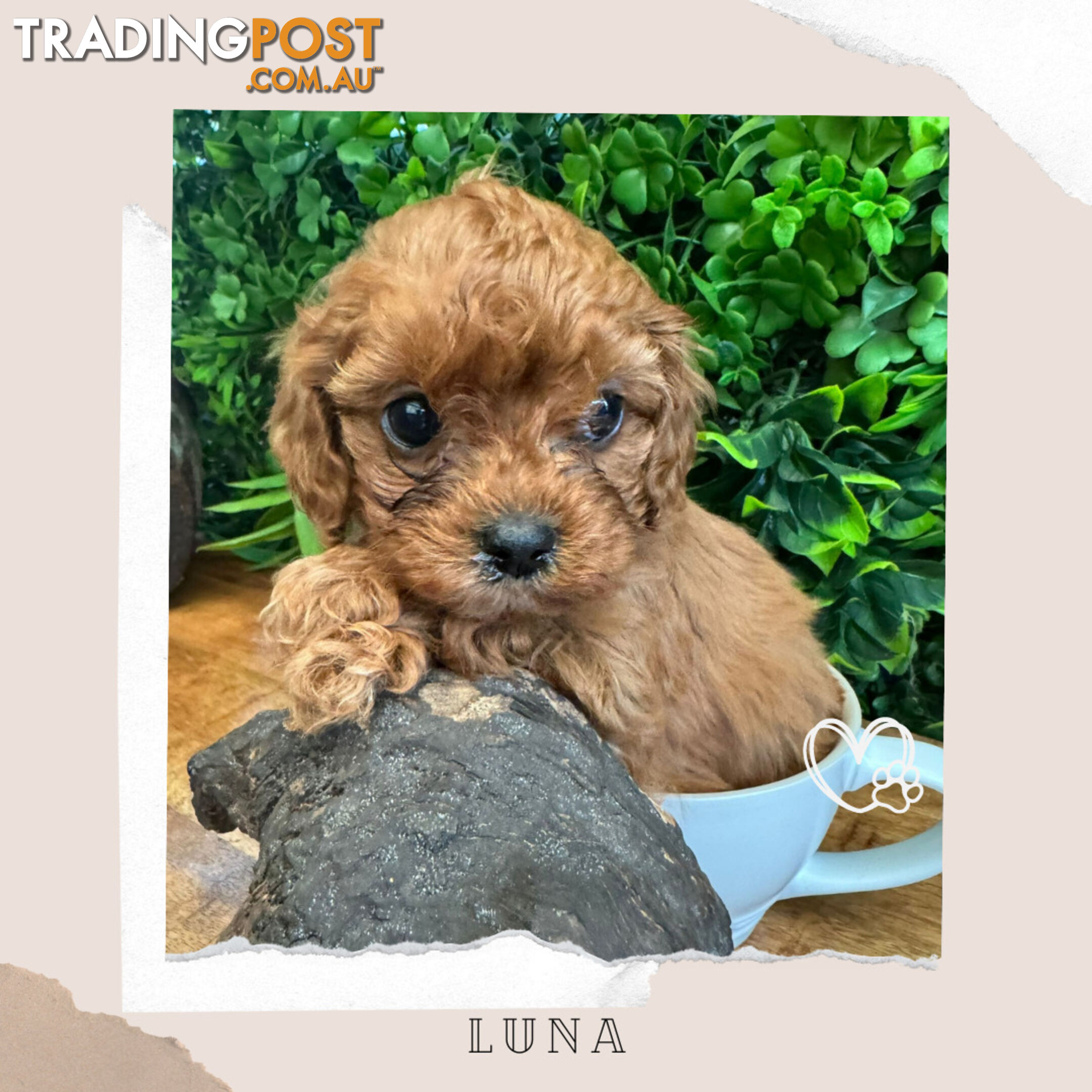 Beautiful 1st Gen Cavoodle Puppy - DNA Clear - Available on Breeders Terms