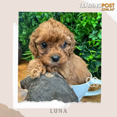 Beautiful 1st Gen Cavoodle Puppy - DNA Clear - Available on Breeders Terms