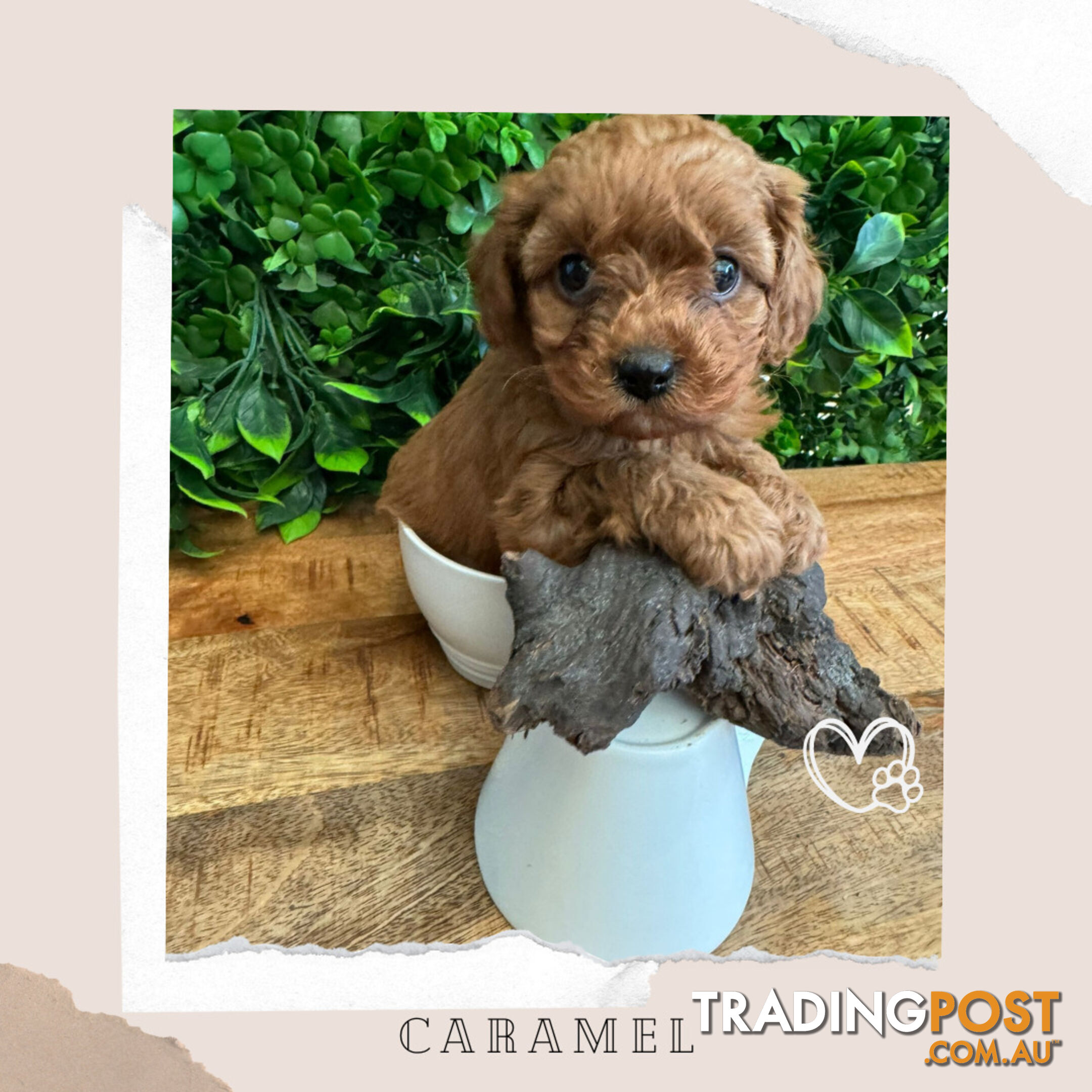 Beautiful 1st Gen Cavoodle Puppy - DNA Clear - Available on Breeders Terms