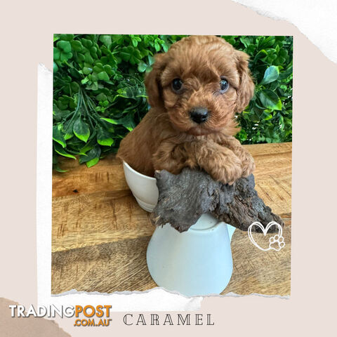 Beautiful 1st Gen Cavoodle Puppy - DNA Clear - Available on Breeders Terms