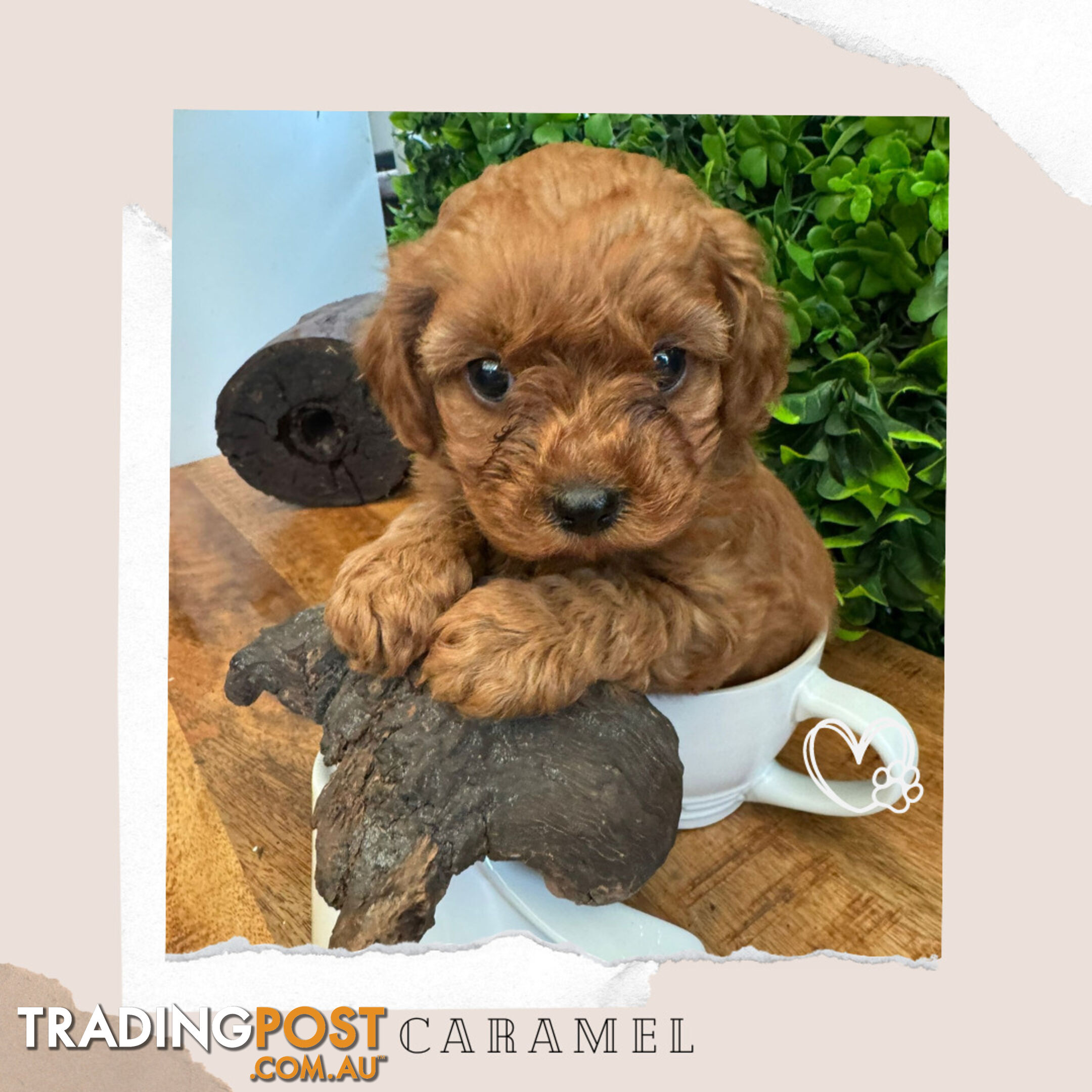 Beautiful 1st Gen Cavoodle Puppy - DNA Clear - Available on Breeders Terms