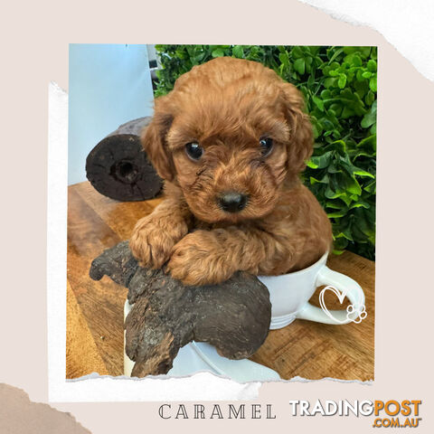 Beautiful 1st Gen Teacup Cavoodle Puppy - DNA Clear - Available on Breeders Terms