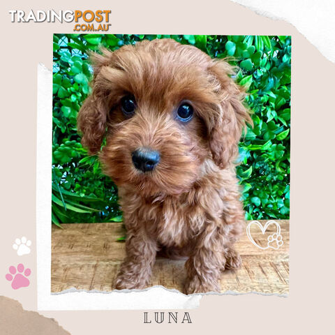 Beautiful 1st Gen Cavoodle Puppy - DNA Clear - Available on Breeders Terms