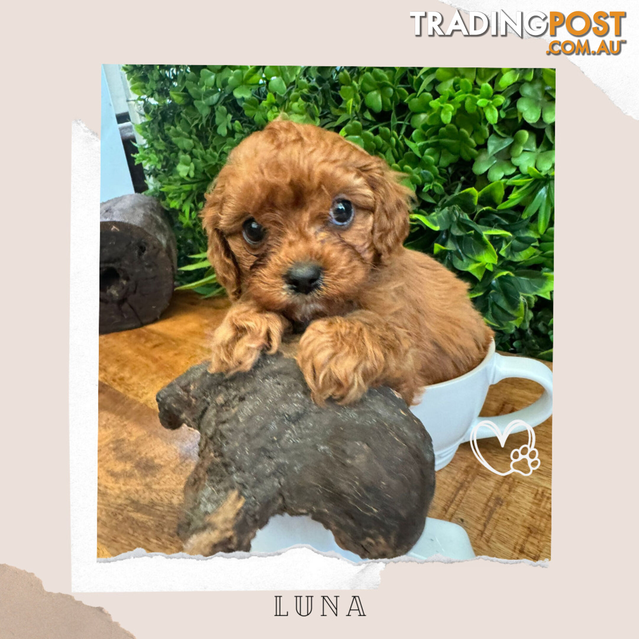 Beautiful 1st Gen Cavoodle Puppy - DNA Clear - Available on Breeders Terms