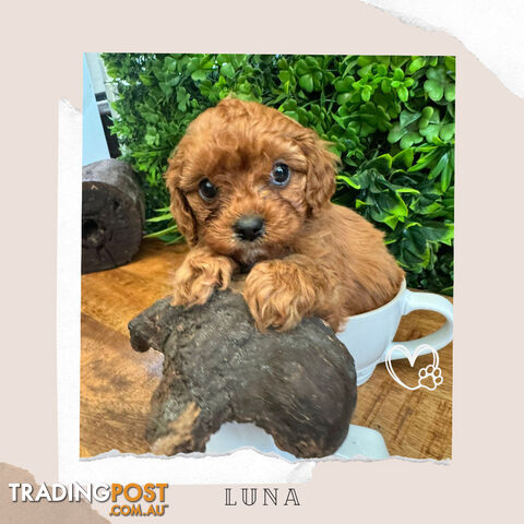 Beautiful 1st Gen Cavoodle Puppy - DNA Clear - Available on Breeders Terms