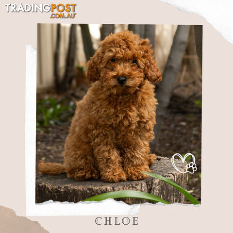 F1b Toy Cavoodle Puppies - Low Allergy and non-shedding