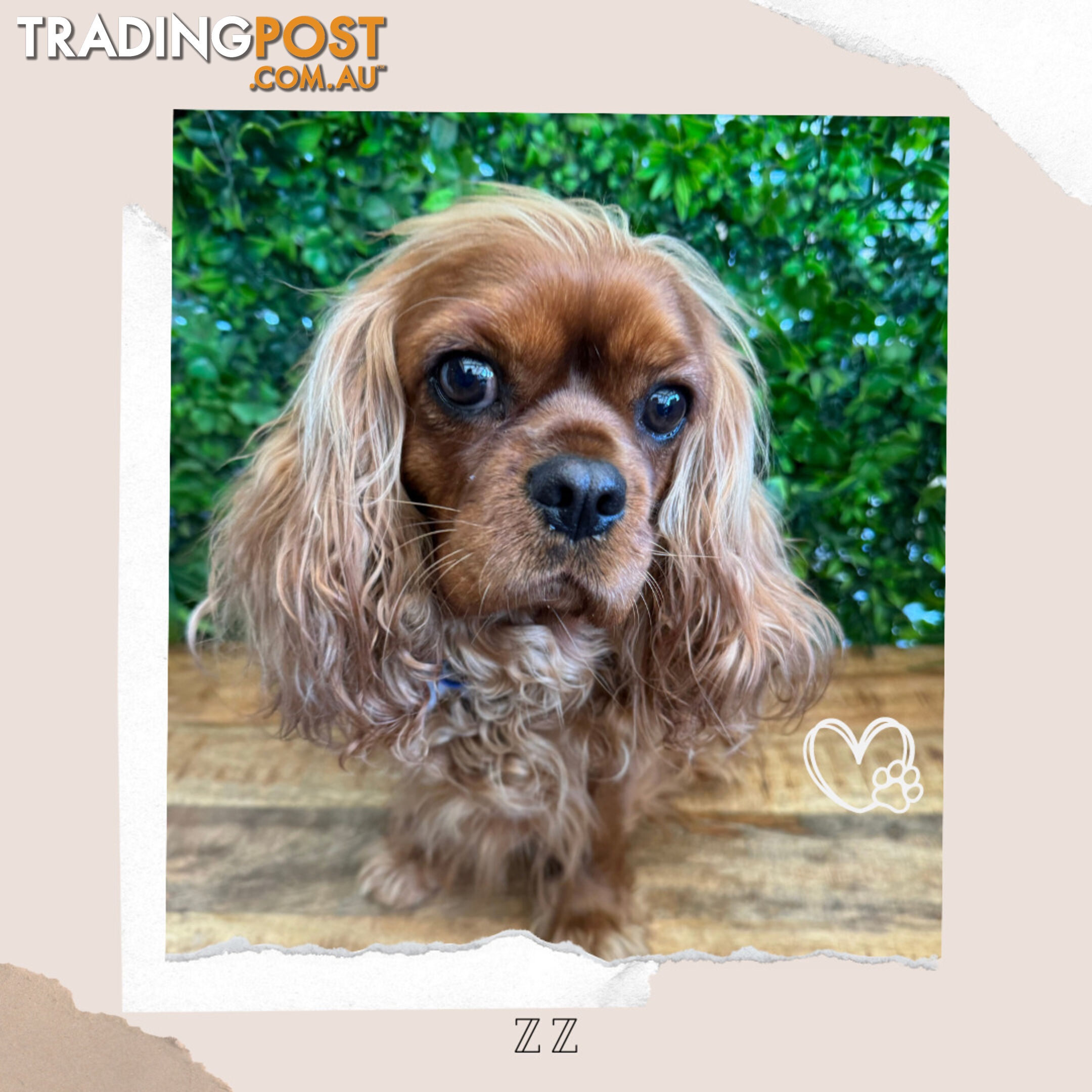 Beautiful Pure Bred Cavalier King Charles - Available on Breeders Terms