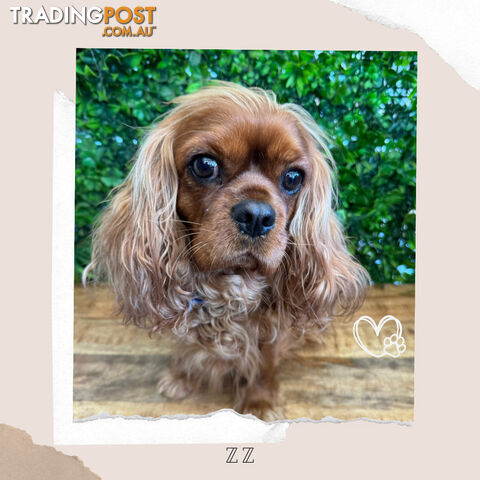 Beautiful Pure Bred Cavalier King Charles - Available on Breeders Terms