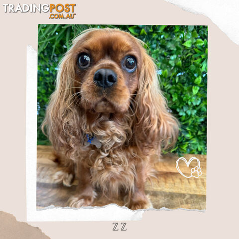 Beautiful Pure Bred Cavalier King Charles - Available on Breeders Terms