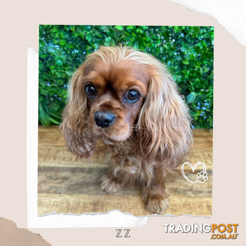 Beautiful Pure Bred Cavalier King Charles - Available on Breeders Terms