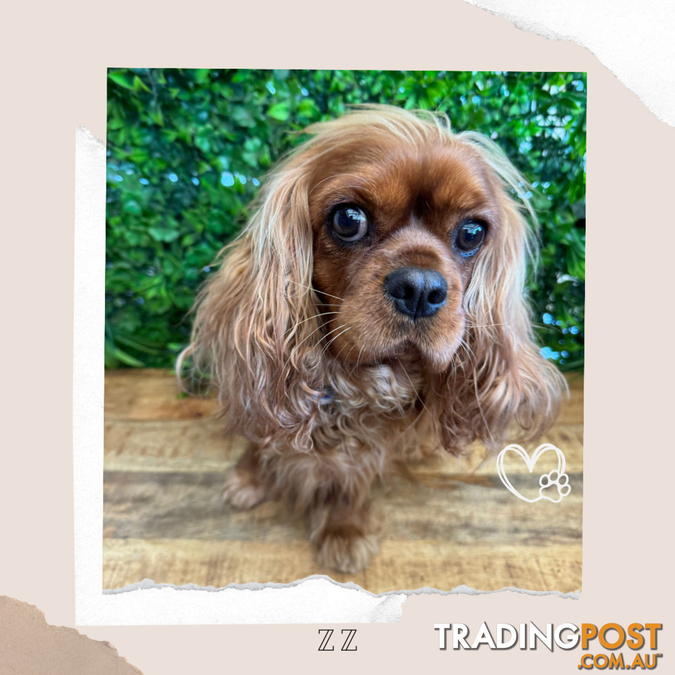 Beautiful Pure Bred Cavalier King Charles - Available on Breeders Terms