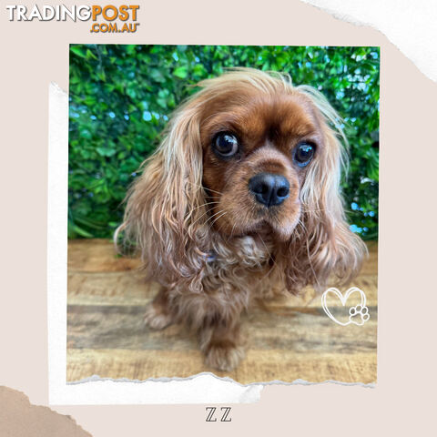 Beautiful Pure Bred Cavalier King Charles - Available on Breeders Terms