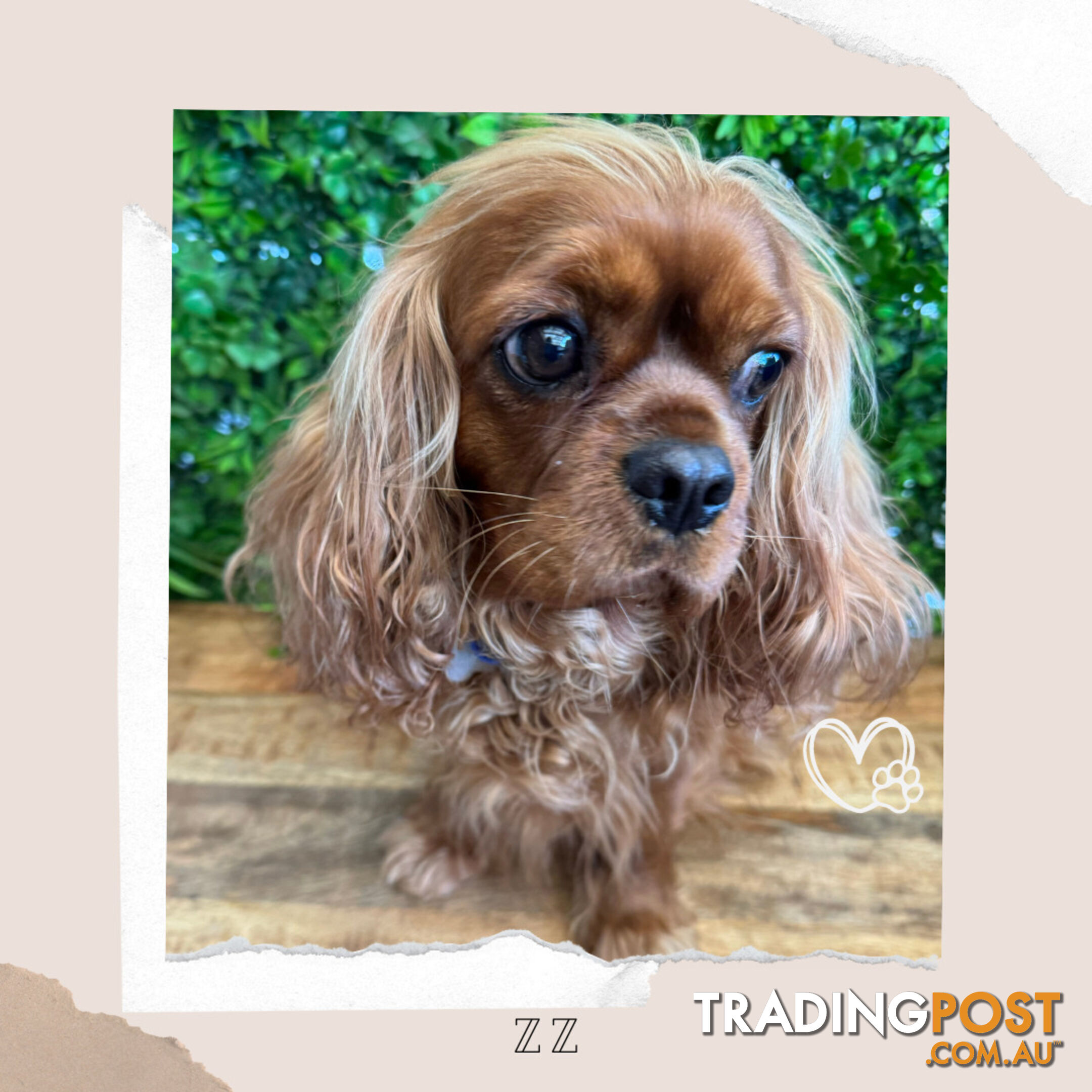 Beautiful Pure Bred Cavalier King Charles - Available on Breeders Terms