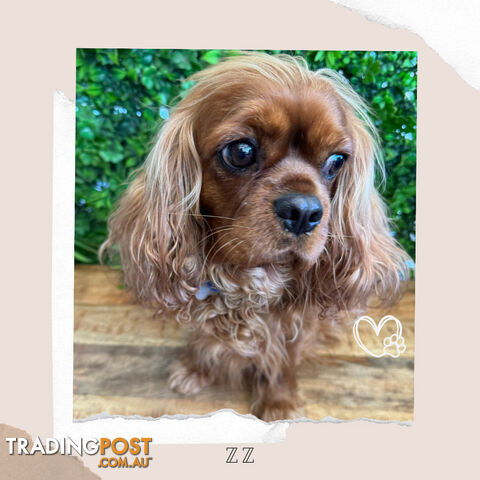 Beautiful Pure Bred Cavalier King Charles - Available on Breeders Terms