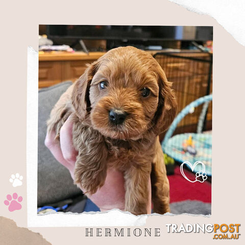 F1B Toy Cavoodle Pups - Available Now - 