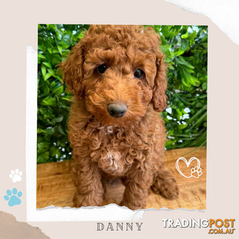 Purebred Toy Poodle Puppies. DNA Tested. Located Ringwood VIC 3134