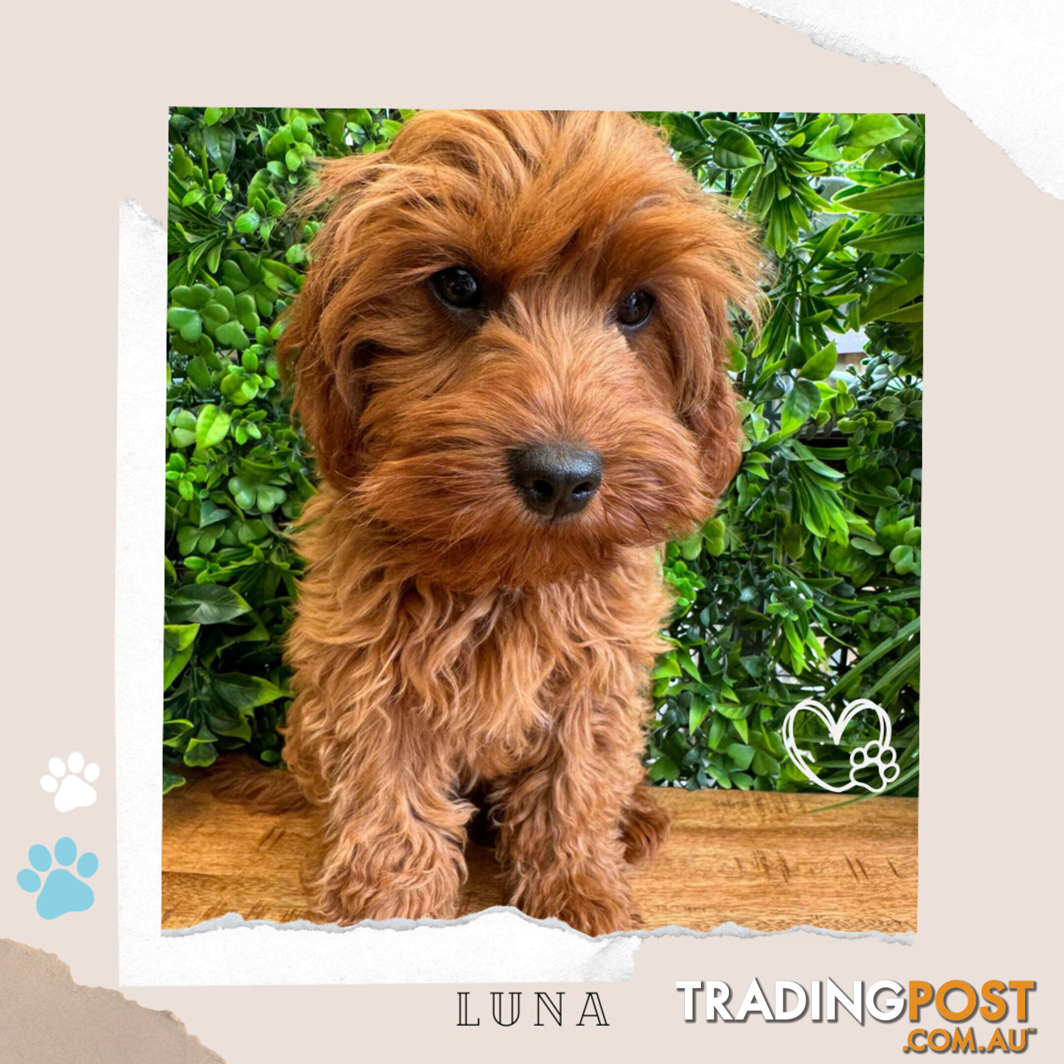 Beautiful 1st Gen Cavoodle Puppy - DNA Clear - FULLY TOILET TRAINED