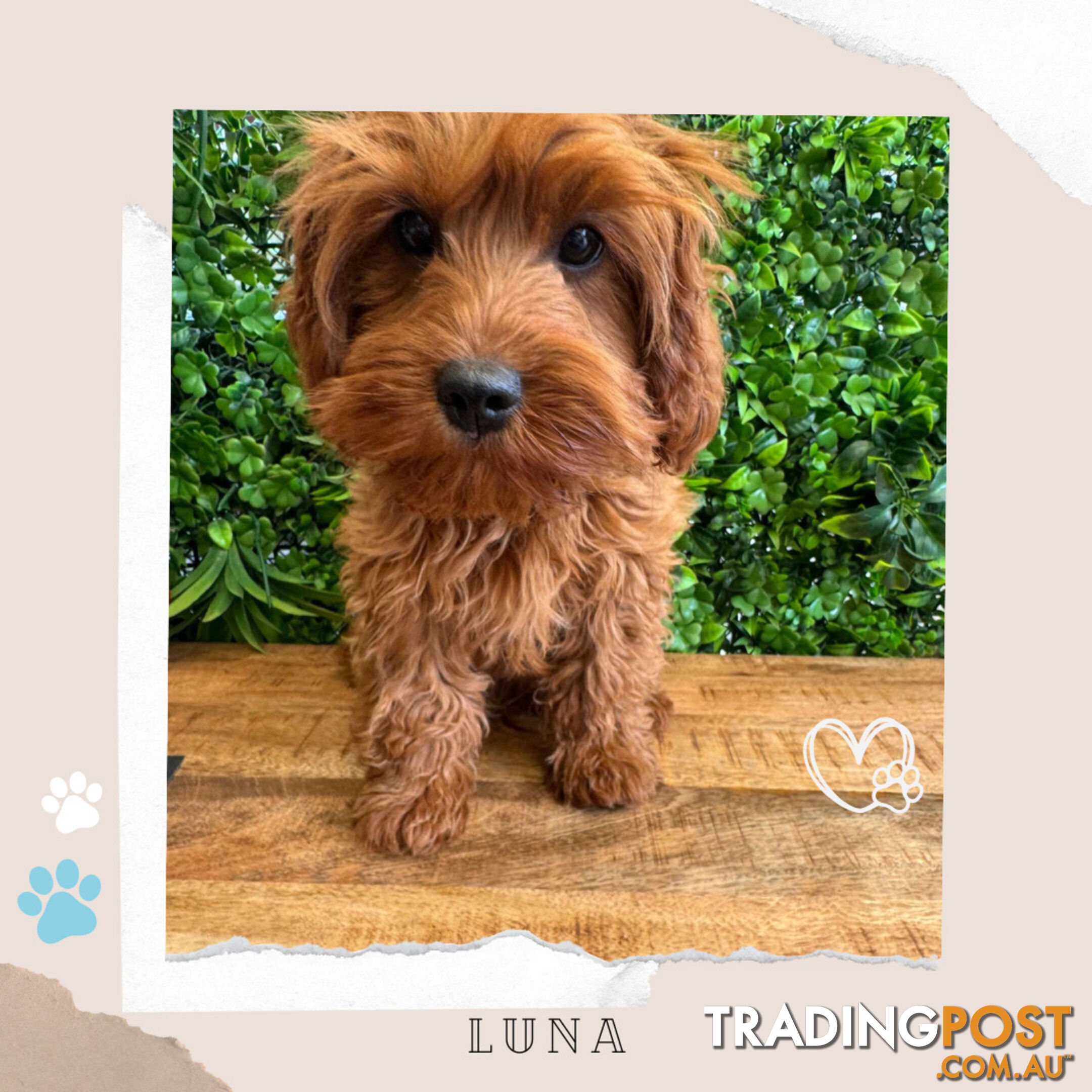 Beautiful 1st Gen Cavoodle Puppy - DNA Clear - FULLY TOILET TRAINED