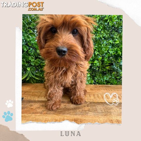 Beautiful 1st Gen Cavoodle Puppy - DNA Clear - FULLY TOILET TRAINED