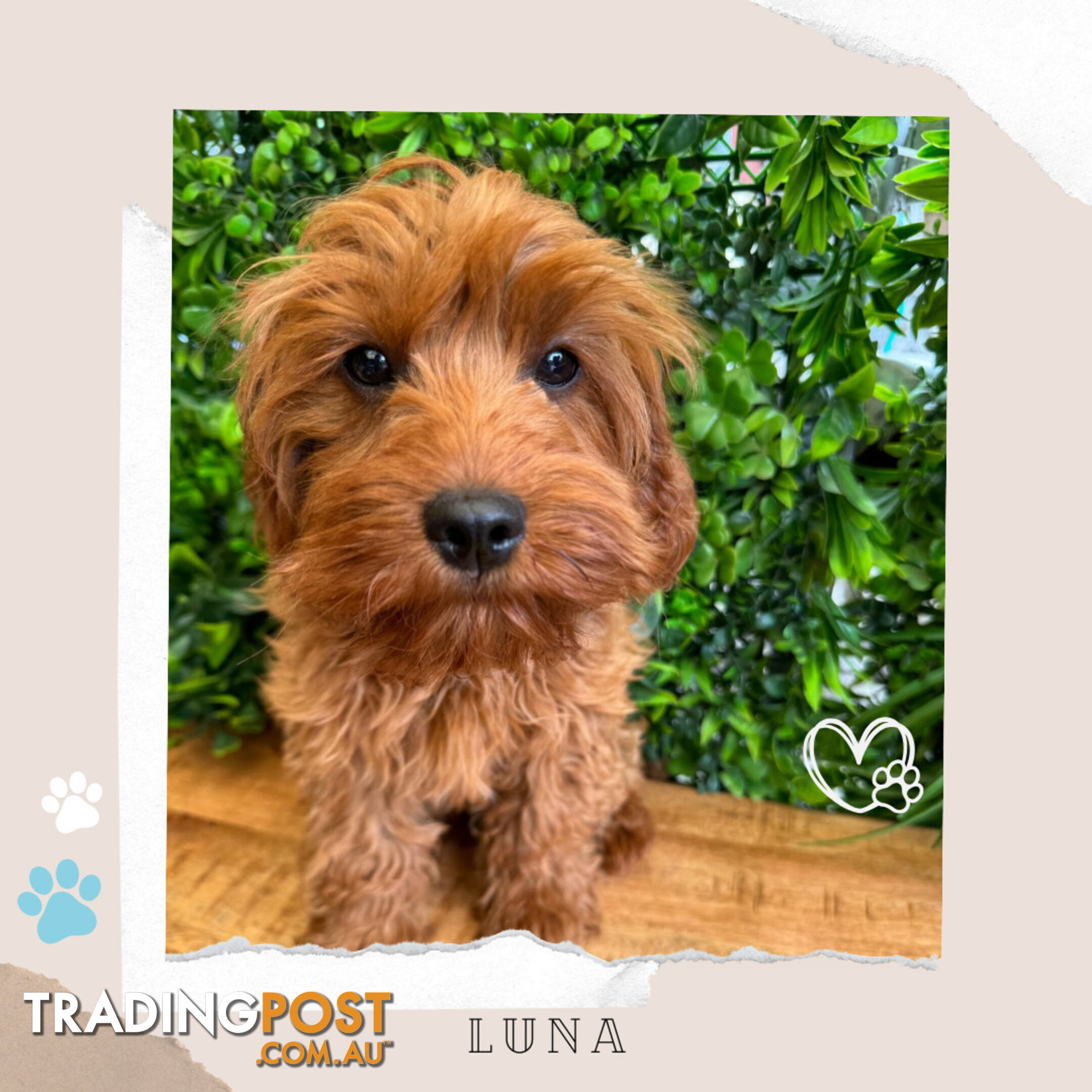 Beautiful 1st Gen Cavoodle Puppy - DNA Clear - FULLY TOILET TRAINED