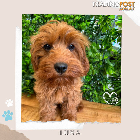 Beautiful 1st Gen Cavoodle Puppy - DNA Clear - FULLY TOILET TRAINED