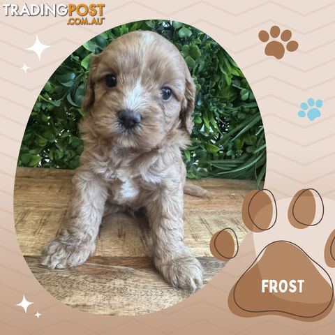 1st Gen Toy Cavoodle Pups DNA Clear, Available Boronia VIC 3155