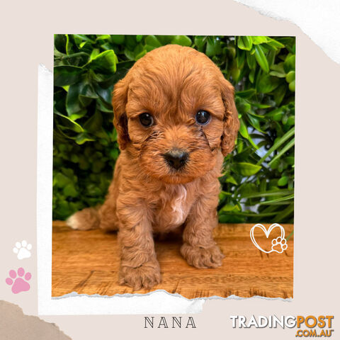 1st Gen Toy Cavoodle Pups - Available Now - Boronia VIC 3155