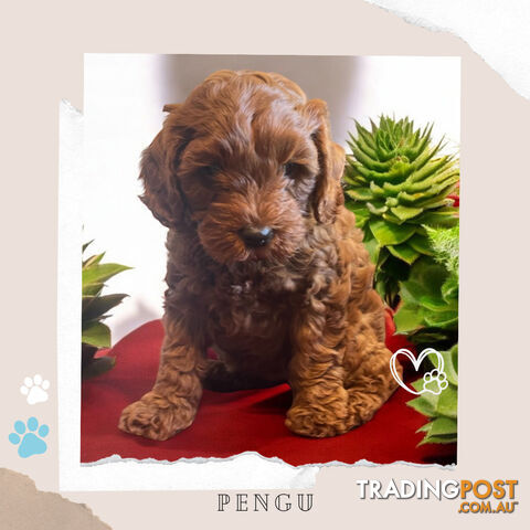 Gorgeous F1B Toy Cavoodle Pups - Available Now - Sunshine West VIC 3020